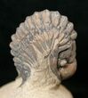 Enrolled Crotalocephalina Trilobite #17938-1